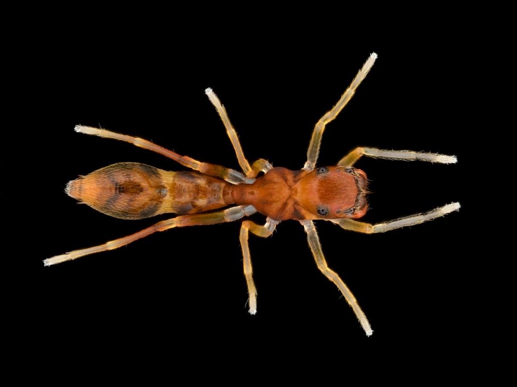 Slender Ant-mimic Jumping Spider from Pawnee County, OK, USA on April 4 ...