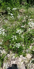 Bifora americana