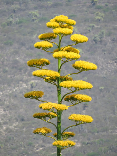 Agave marmorata