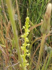 Platanthera cooperi