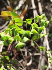 Euphorbia tetrapora