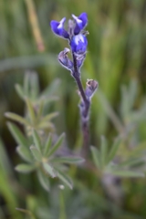 Lupinus polycarpus