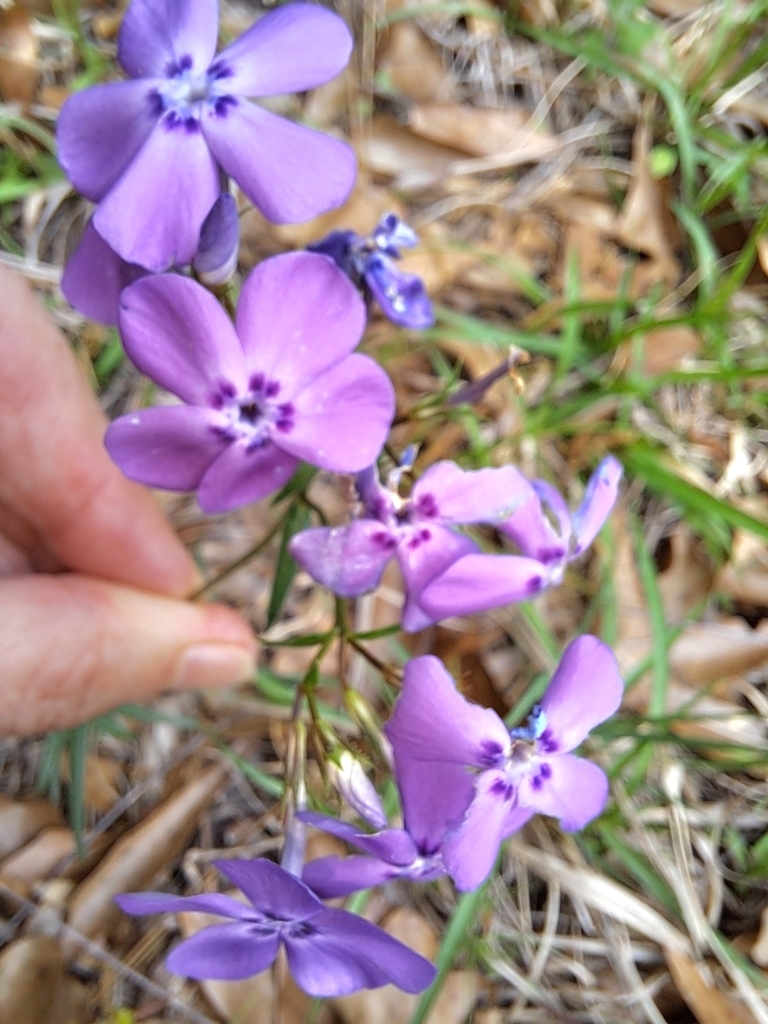 prairie phlox from Allen County, USLA, US on April 1, 2024 at 0347 PM by annieliveoak. Canada
