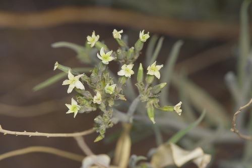Palmer's bluestar (Amsonia palmeri)