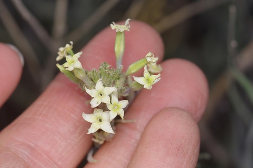 Image of Amsonia palmeri by (c) Michelle W. （鍾偉瑋）, some rights reserved (CC BY)
