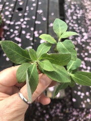 Solanum chenopodioides