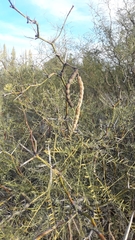 Prosopis flexuosa