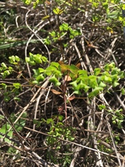 Euphorbia tetrapora