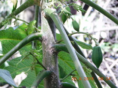 Vasconcellea pubescens