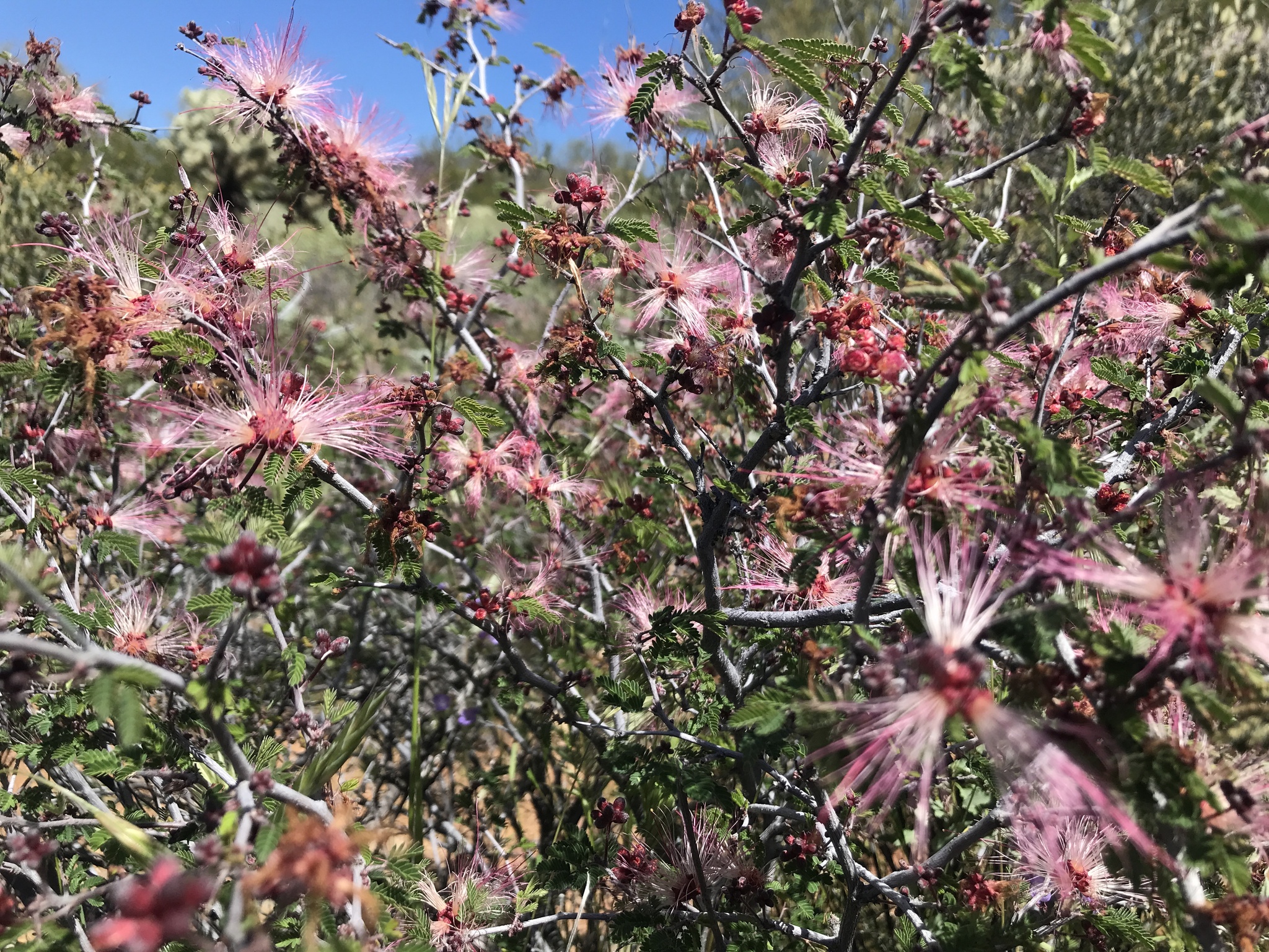 Calliandra eriophylla