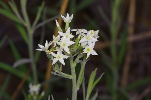 Palmer's bluestar (Amsonia palmeri)