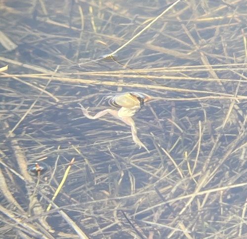 Boreal Chorus Frog photographed in Colorado