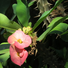 Euphorbia milii