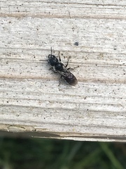 Protosmia rubifloris