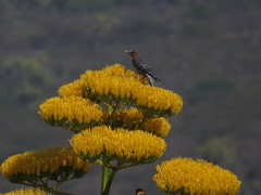 Melanerpes hypopolius