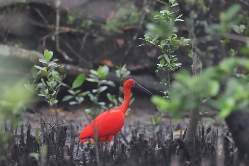 Ibis rouge
