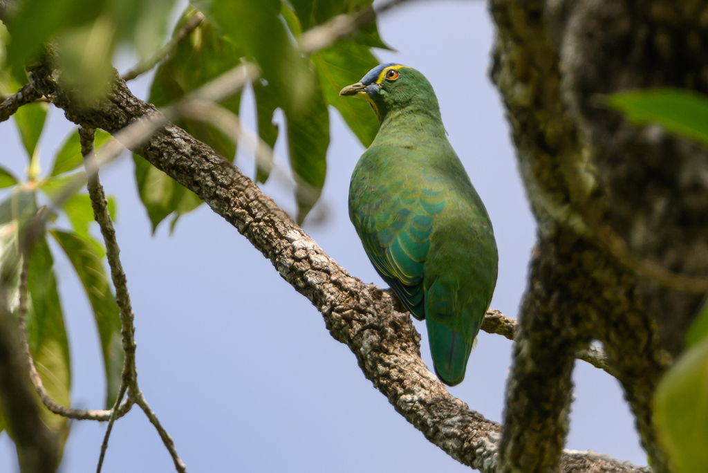 Blue-Capped Fruit-Dove