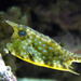 Longhorn Cowfish - Photo (c) Norbert Potensky, some rights reserved (CC BY-SA)