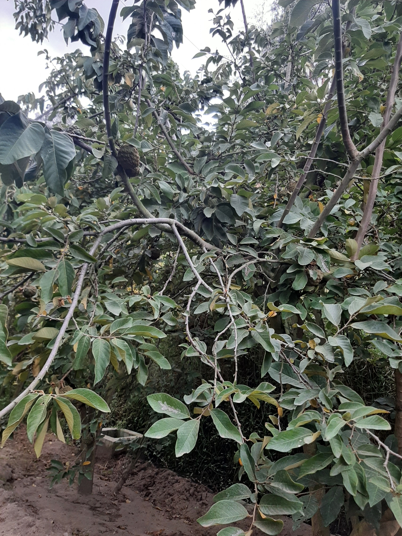 Imagem de Fruta-do-conde