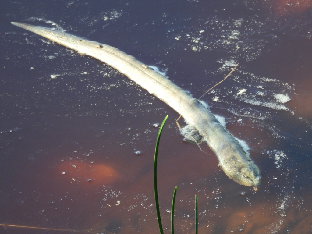 Marbled Swamp Eel from Tulsa Village, Trinidad and Tobago on April 4 ...