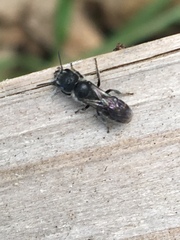 Protosmia rubifloris