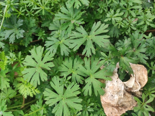 Carolina crane's-bill