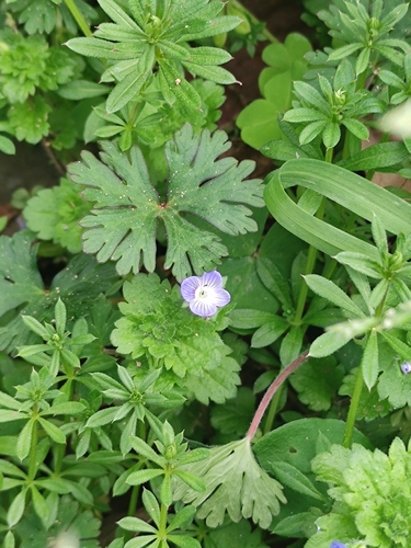 bird's-eye speedwell