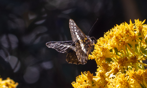 Catasticta cerberus