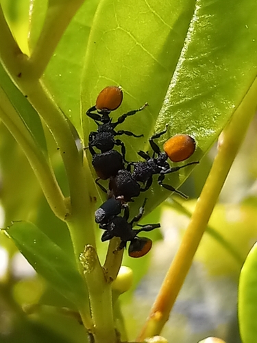 Cephalotes flavigasterCephalotes flavigaster