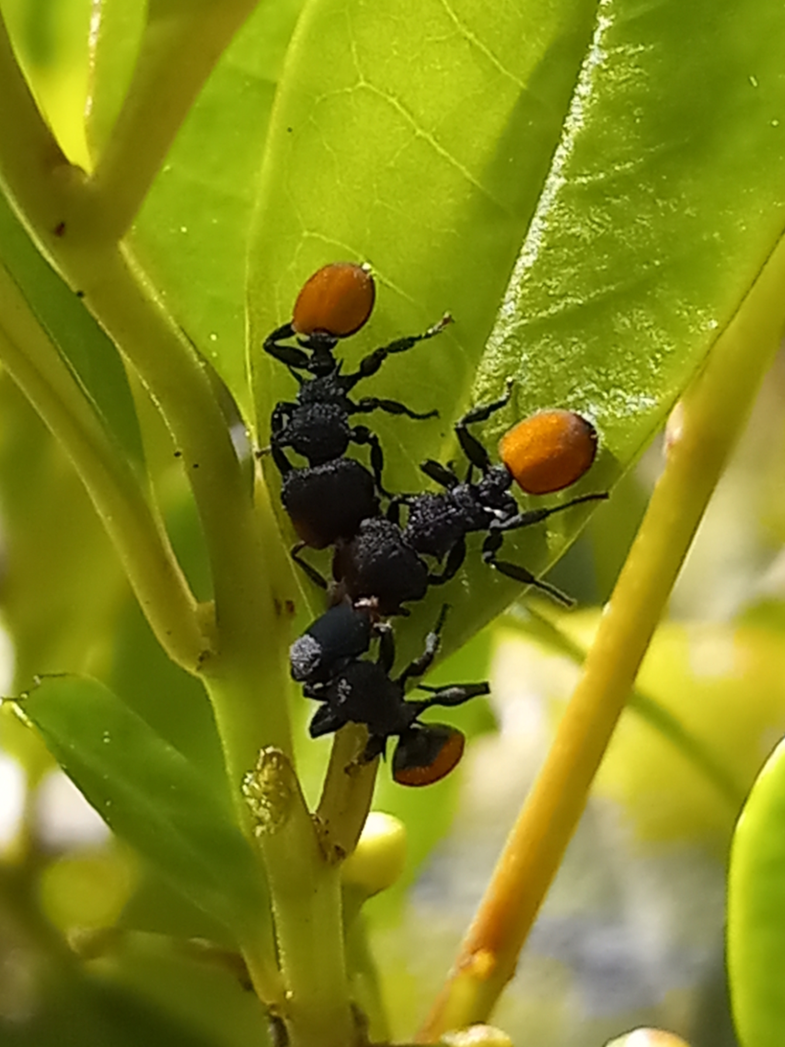 Cephalotes flavigaster
