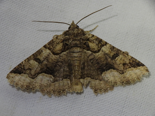 Double-banded Zale Moth photo 4