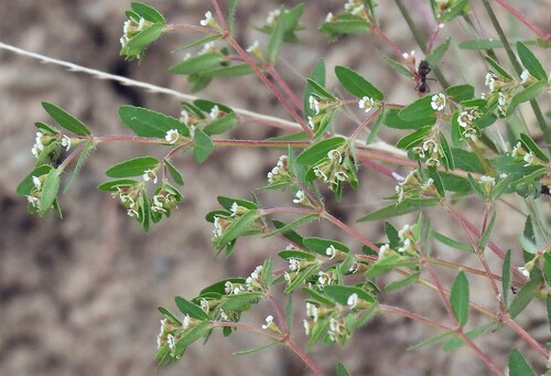 Image of Euphorbia lasiocarpa by no rights reserved