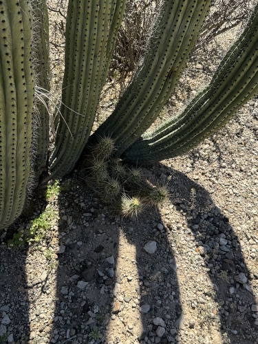Echinocereus nicholii