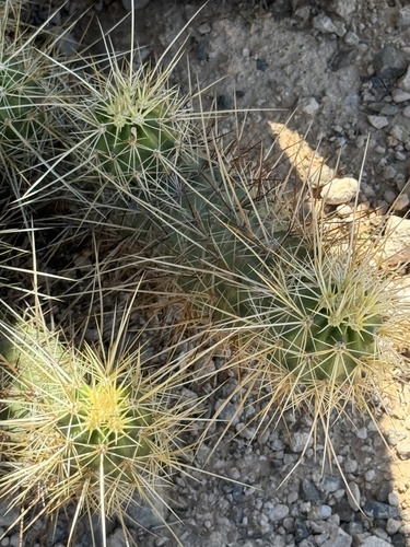 Echinocereus nicholii