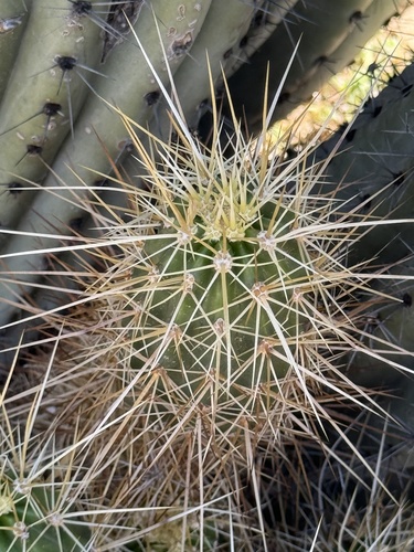 Echinocereus nicholii