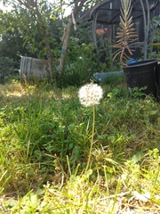 Taraxacum officinale