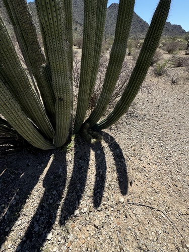Echinocereus nicholii