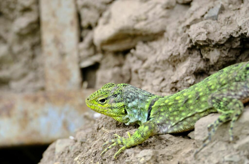 Stenocercus chlorostictus from Concepcion, Perú on March 16, 2024 at 09
