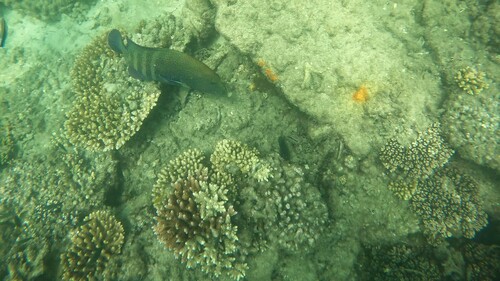 Photo of Peacock grouper (Cephalopholis argus)