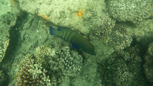 Photo of Peacock grouper (Cephalopholis argus)