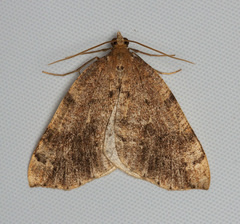 Thallophaga hyperborea