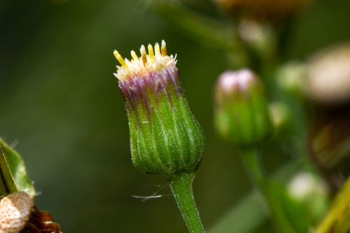Conyza glandulitecta