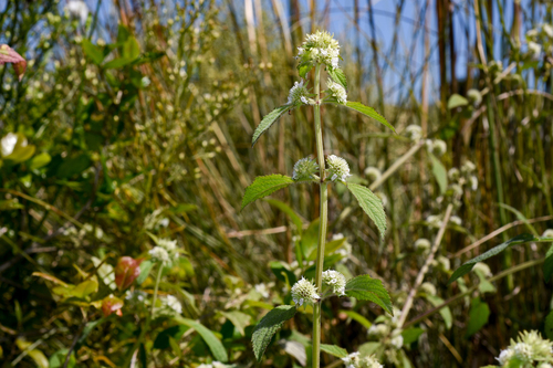 Hyptis brevipes iNat (1)