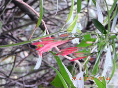 Fuchsia boliviana