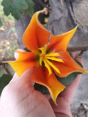 ×chiranthofremontia lenzii