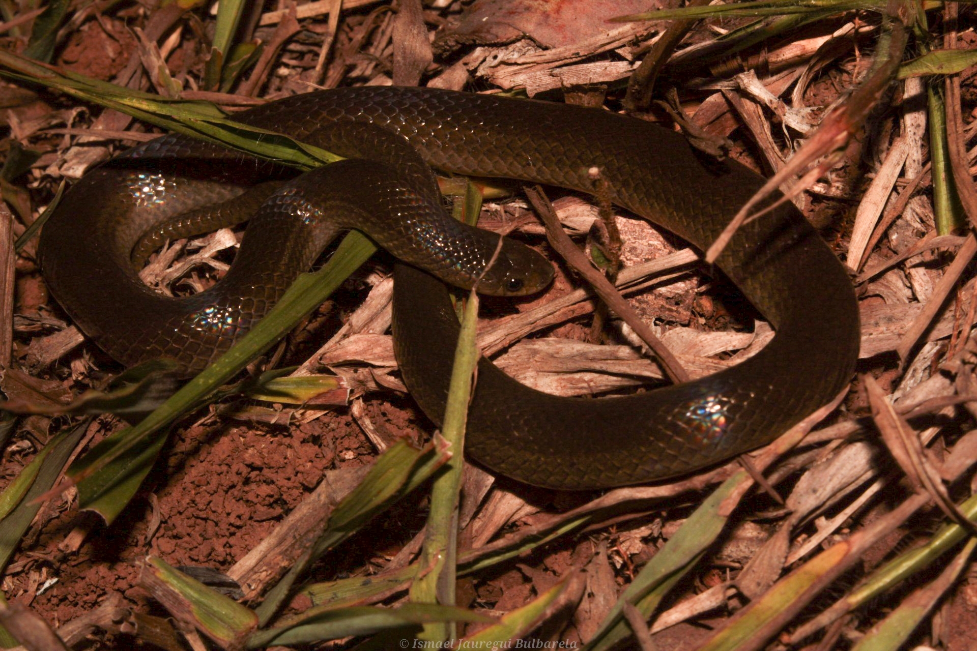 Mexican Hook-Nosed Snake photo 8