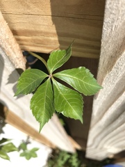 Parthenocissus quinquefolia