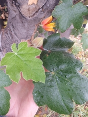 ×chiranthofremontia lenzii