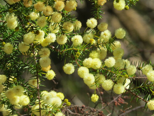 Image of Acacia echinula by (c) ian_mcallan, some rights reserved (CC BY)