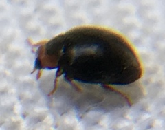 Scymnus auritus